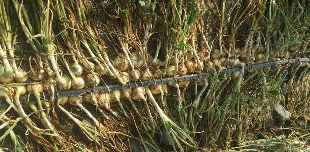 بذر پیاز نورا