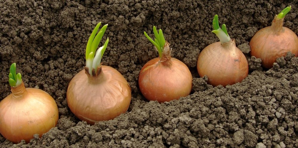 بذر پیاز نورا