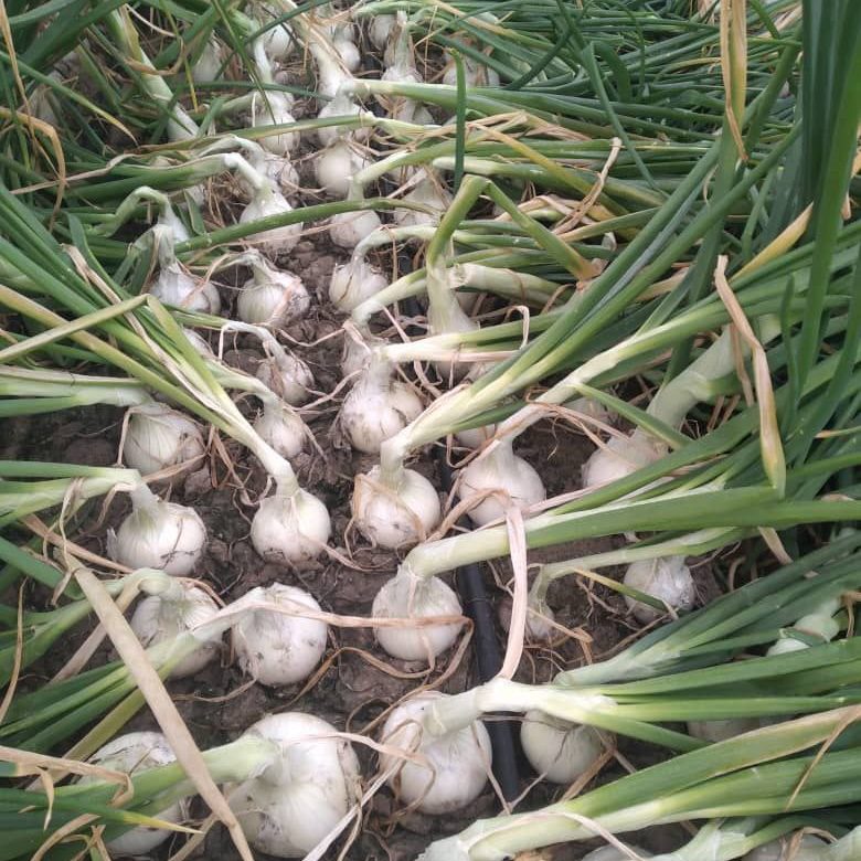 بذر پیاز مانا