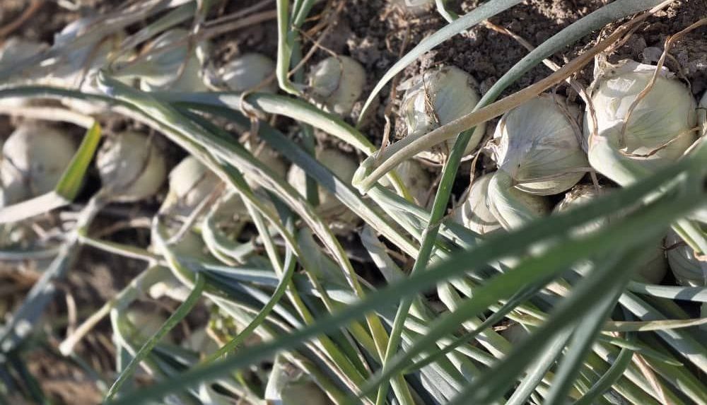 بذر پیاز سنا