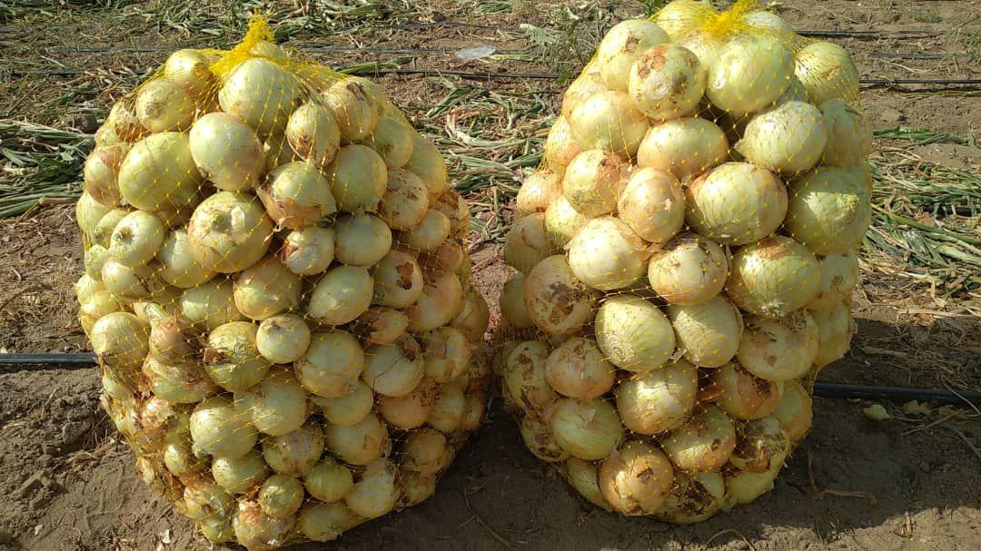 بذر پیاز زرآوا