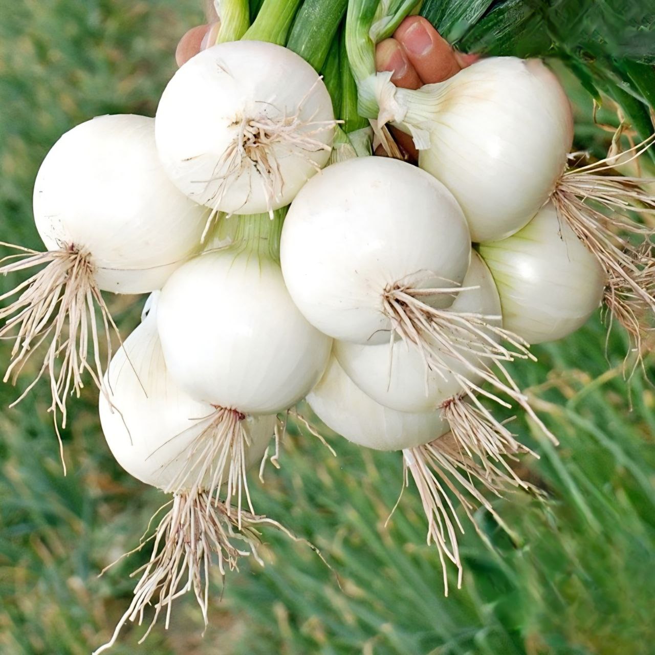 بذر پیاز مانا