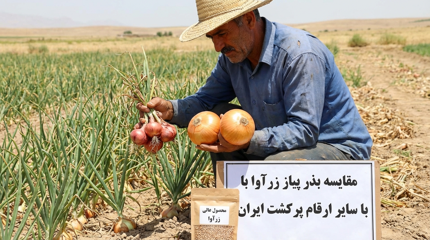 مقایسه بذر پیاز زرآوا با سایر ارقام پرکشت ایران