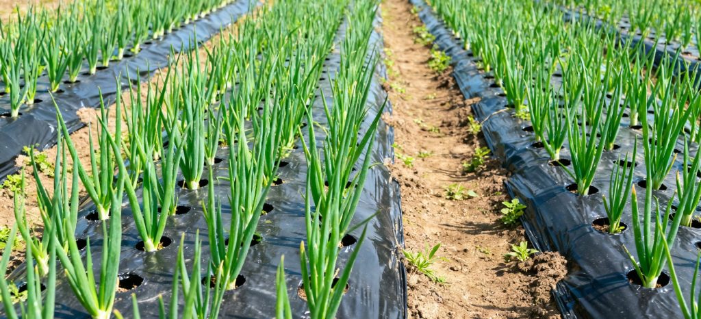 increase onion yield abadan 1 e1767270481252