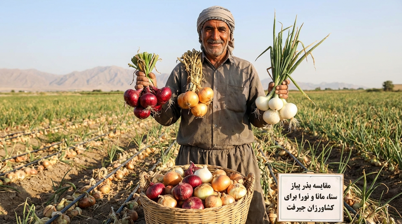 مقایسه بذر پیاز سنا، مانا و نورا برای کشاورزان جیرفت