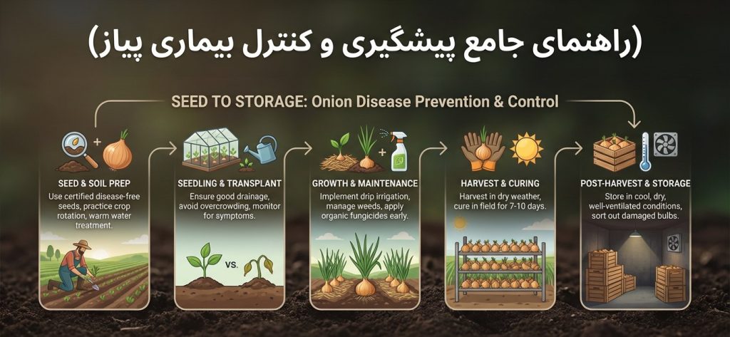 بیماری‌های پیاز و روش‌های کنترل پس از کاشت بذر