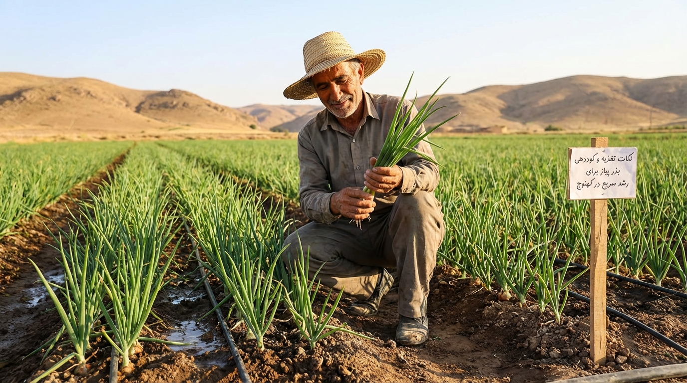 نکات کوددهی و تغذیه بذر پیاز برای رشد سریع در کهنوج