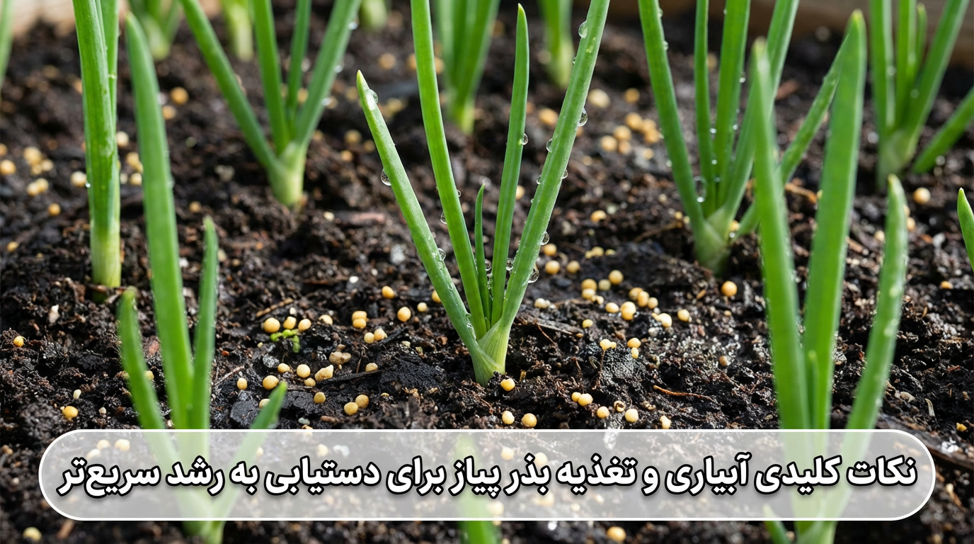 نکات کلیدی تغذیه و آبیاری بذر پیاز برای رشد سریع‌