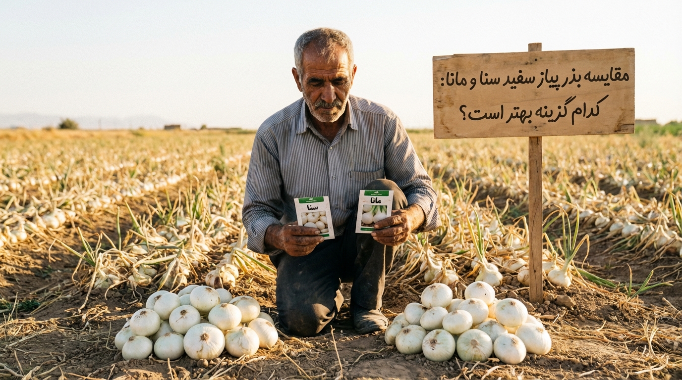 مقایسه بذر پیاز سفید سنا و مانا: کدام گزینه بهتر است؟ 3 مقایسه بذر پیاز سفید سنا و مانا: کدام گزینه بهتر است؟