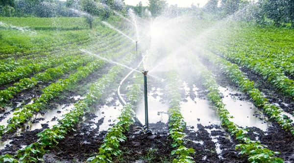 مقایسه کاشت پیاز، لبو و لوبیا سبز: کدام برای کشاورز کوچک سودآورتر است؟ 4 irrigation system watering