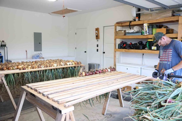 برداشت، نگهداری و بازاریابی پیاز (سفید، زرد، قرمز) + نکات انبارداری بدون فساد 2 onion drying rack