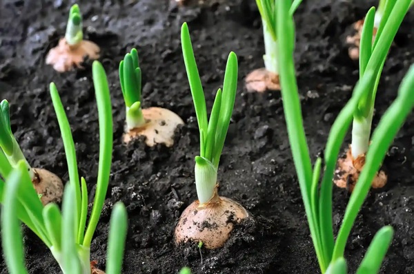 روشهای پیشرفته داشت و آبیاری بذر پیاز برای عملکرد بالا و صرفهجویی در آب 3 onion planting